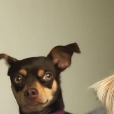 Kanye, a small dark-brown chihuahua-type dog with tan eyebrows and big upright ears, wearing a purple collar