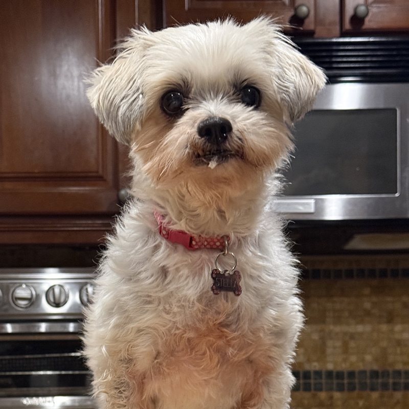 Stella, a small fluffy white dog wearing a red collar with a bone-shaped tag that reads Stella